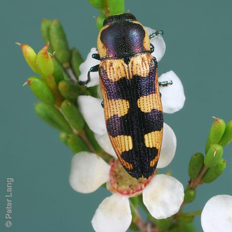 Castiarina creta, PL0301B, male, on Hysterobaeckea behrii, EP, 10.7 × 3.7 mm